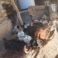باروک وجوجه خروس سه ماهه|حیوانات مزرعه|دهدشت, |دیوار
