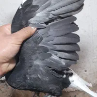 دم سفید|پرنده|کبودرآهنگ, |دیوار