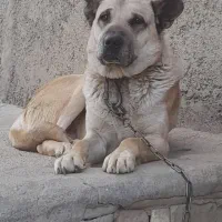 سگ سرابی