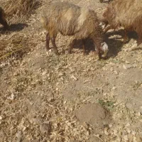 کاور نر پوشی کیلوی نیست