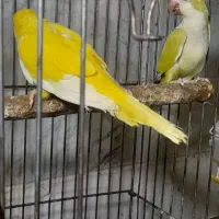 طوطی راهب|پرنده|ماسال, |دیوار