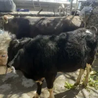 گاو گوساله 13ماهه