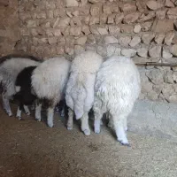 چهار عدد بره قوچ|حیوانات مزرعه|اسلامآباد غرب, |دیوار