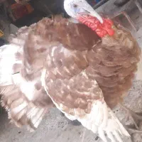 بوقلمون بوربون