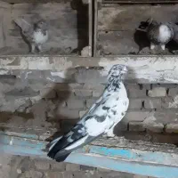 کفتر|پرنده|گیان, |دیوار