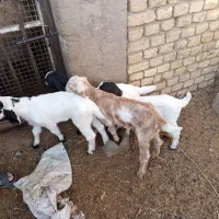 کهره  فروش|حیوانات مزرعه|یزد, |دیوار