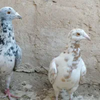 کبوتر جفتگاه|پرنده|فردوس (خراسان), |دیوار