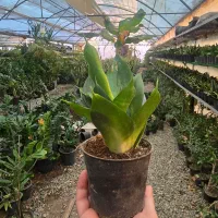 حراج گیاه شروع از ۲۰ تومن