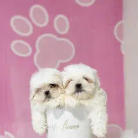 شیتزو سوپر فلت|سگ|کرمان, |دیوار