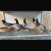 کبوتر مسافتی