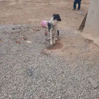 سگ نگه بان توله قدرجونی سفت|سگ|جوادآباد, |دیوار