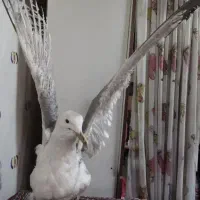 پرنده تزیینی