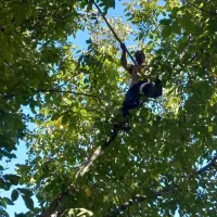 گردو زنی گردو تکانی با تجربه