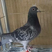 کبوتر پلاکی