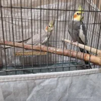 جفت عروس هلندی