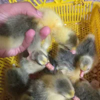 جوجه غاز محلی