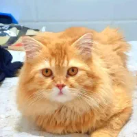 گربه نر یک ساله|گربه|خرمشهر, |دیوار