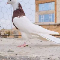 کبوتر گم شده