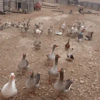 غازبزرگ