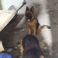 واگذاری ژرمن ماده|سگ|رشت, حومه رشت|دیوار