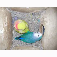 سه جفت کوتوله کارداده خوشرنگ