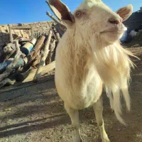 نر بز سانن|حیوانات مزرعه|نیمبلوک, |دیوار