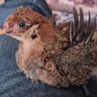 جوجه خروس رسمی خونگی