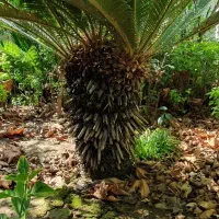 سیکاس|گل و گیاه طبیعی|رشت, گلسار|دیوار