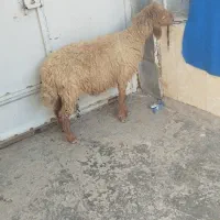 گوسفند نزدیک زایمان