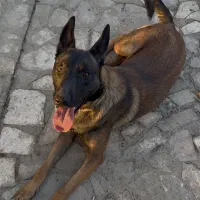 مالینویز اصیل نر