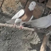 طوقی و تهرانی