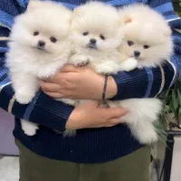 پرورش سگ پامر خرسی.پامرانین عروسکی بدون واسطه دلال|سگ|شیراز, فرهنگ شهر|دیوار