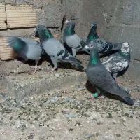 کفترپلاکی تعداد 30عدد