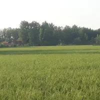 فروش زمین شالیزار برنج ۶۵۰۰ متر|فروش زمین و ملک کلنگی|آستانه اشرفیه, |دیوار