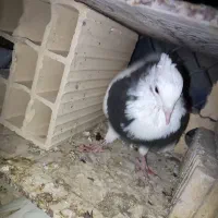 طوقی سرکه ای