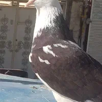 کبوتر