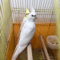 فروش ۲عدد عروس هلندی نر بالغ و مست|پرنده|بندر انزلی, آخرخط|دیوار