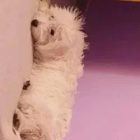 سگ گمشده|سگ|بوستان, |دیوار