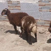 ۲ راس بره نر ماده قربانی