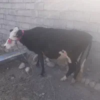 گاو وگوساله ماده