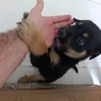 روتوایلر نر شناسنامه دار