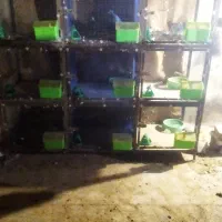 قفس در لوازم جانبی حیوانات|لوازم جانبی حیوانات|سبزوار, طبرسی (جعفرآباد)|دیوار