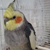 عروس هلندی نر