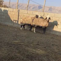 میش بره دار آبستن 15راس درجه یک|حیوانات مزرعه|میمند, |دیوار