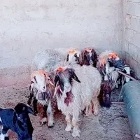 ۷میش وبره|حیوانات مزرعه|شوشتر, |دیوار