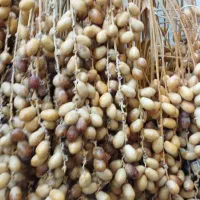 خارک زاهدی عالی