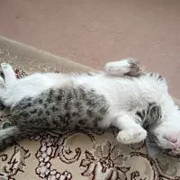 واگذاری بچه گربه دی اس اچ