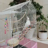 عروس هلندی آلبینو