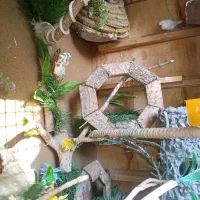 فنچ|پرنده|زاهدان, |دیوار