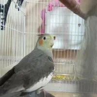 عروس هلندی نر